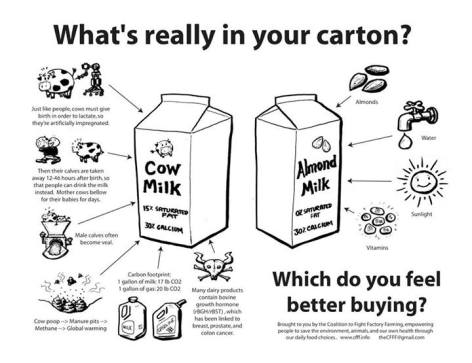 What's Really In Your Carton Cow Milk Almond Milk