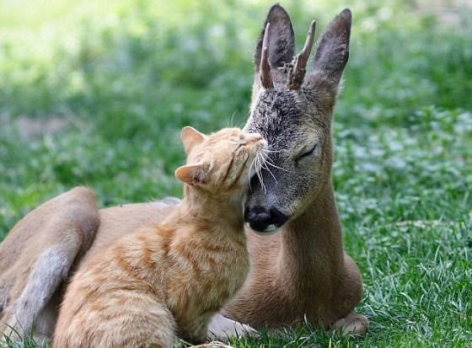Cat & Deer Be Kind Whenever Possible, It Is Always Possible